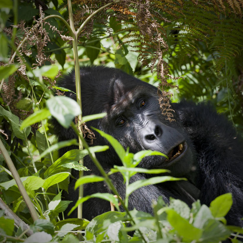 头,无人,方图,室外,特写,白天,正面,美景,树林,植物,哺乳动物,野生动物,猩猩,一头,阴影,光线,影子,景观,注视,树,树木,绿色,黑色,阳光,自然,动物,观察,看,景色,生长,成长,观看,察看,关注,自然风光,大猩猩,金刚猩猩,山地大猩猩,银背大猩猩,高山大猩猩,头部,半身,彩图
