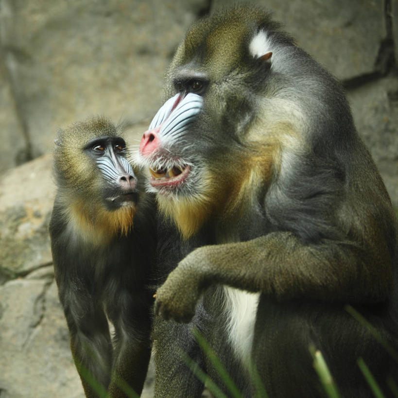 无人,方图,室外,白天,正面,美景,哺乳动物,猴,野生动物,两头,阴影,光线,影子,墙,景观,注视,相视,墙壁,墙面,阳光,自然,动物,观察,看,面对面,景色,观看,对视,察看,互视,关注,自然风光,相对,凶猛,山魈,相看,残暴,凶残,半身,彩图