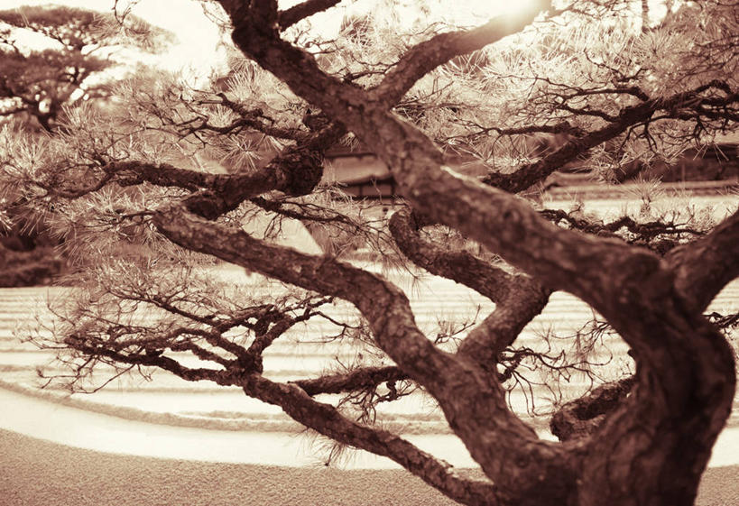 无人,寺庙,横图,室外,白天,正面,旅游,度假,名胜古迹,植物,标志建筑,地标,建筑,松树,京都,日本,亚洲,阴影,节日,遗迹,光线,影子,枝条,古迹,文化,文物,娱乐,建设,古建筑,树,树木,树枝,绿色,阳光,自然,庙宇,祈祷,享受,休闲,健康,旅游胜地,放松,许愿,宗教,佛教,信仰,京都府,生长,成长,纪念,祈求,坚定,古文明,东亚,本州,本州岛,日本国,近畿地方,近畿,长寿,贞洁,释教,虬枝,枝杈,慈照寺,银阁寺,平安,彩图,庙,寺