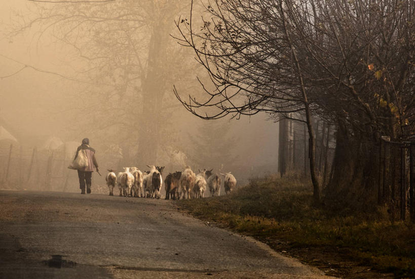 西方人,一个人,走,横图,室外,白天,正面,日出,树林,太阳,植物,雾,道路,路,公路,野生动物,羊,欧洲,欧洲人,仅一个男性,仅一个人,许多,服装,朦胧,模糊,枝条,交通,朝霞,晨曦,黎明,很多,扭头,注视,休闲装,树,树木,树枝,仅一个年轻男性,衣服,绿色,阳光,动物,观察,看,转头,休闲,休闲服,可爱,服饰,活泼,生长,成长,观看,迷雾,察看,关注,虬枝,枝杈,男人,男性,年轻男性,白种人,朝阳,大雾,马路,山羊,步行,散步,走路,彩图,全身,卯时,破晓,日始