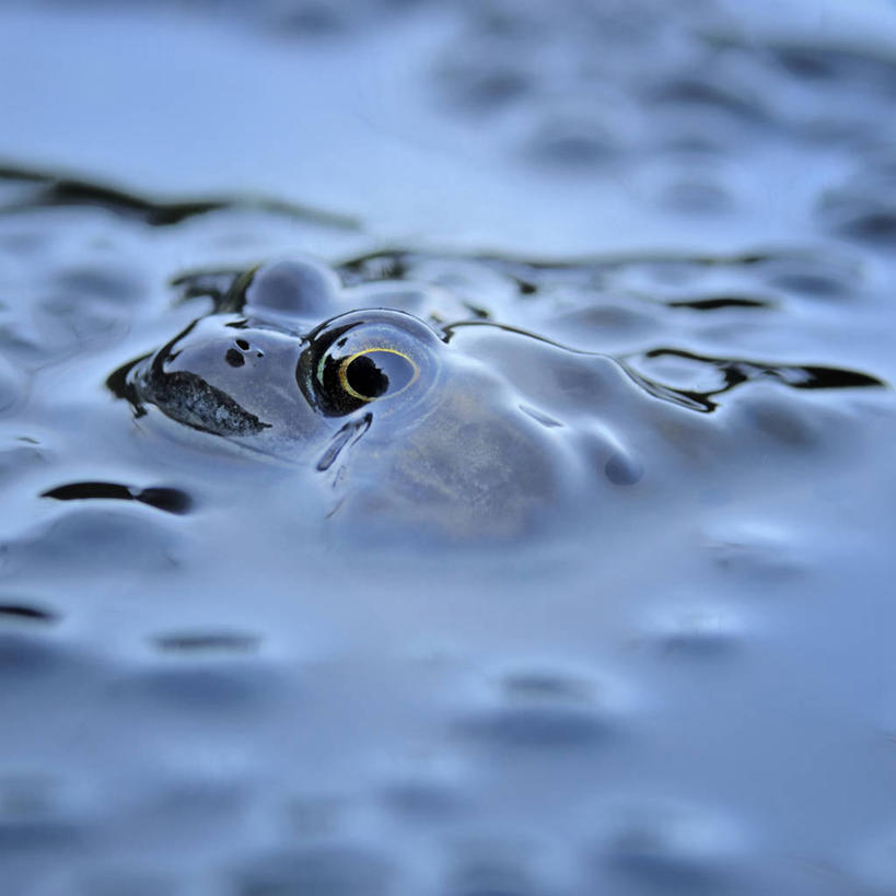 游泳,无人,方图,俯视,室外,特写,白天,湖,湖泊,美景,水,野生动物,阴影,朦胧,模糊,光线,影子,湖面,景观,水流,水面,一只,阳光,自然,动物,湖水,景色,遮,遮掩,掩盖,遮挡,自然风光,遮盖,掩饰,泅水,拍浮,哈什蟆,红肚田鸡,林蛙,中国林蛙,半身,彩图,高角度拍摄
