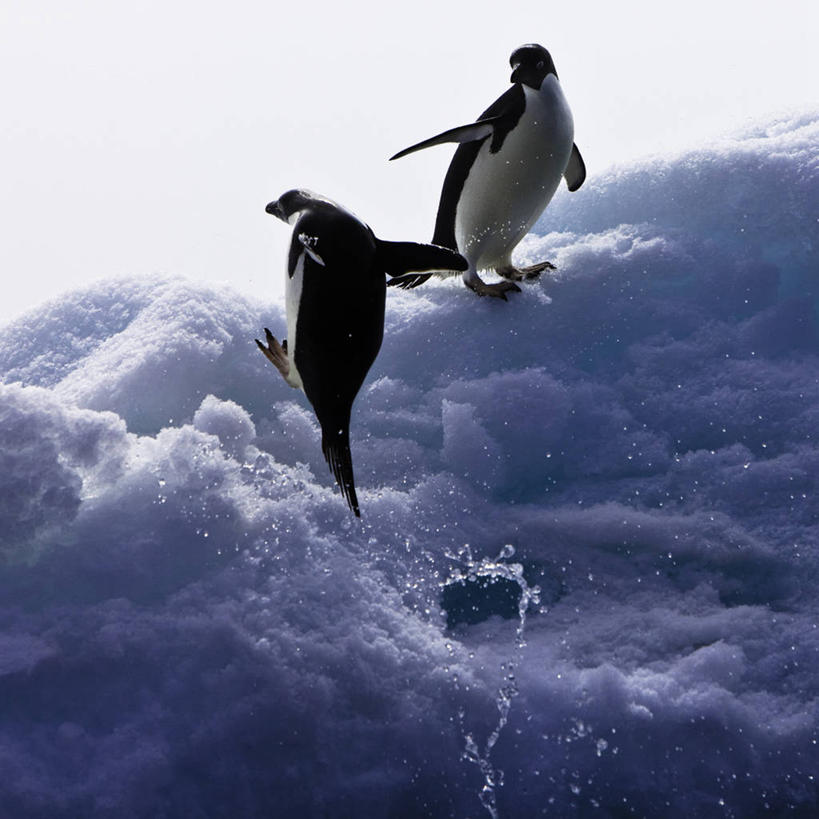 无人,站,方图,室外,白天,仰视,旅游,度假,南极,冰山,美景,山,水,企鹅,野生动物,阴影,飞溅,溅,光线,液体,影子,冰,景观,山峰,水滴,山峦,扭头,注视,娱乐,冰川,水珠,蓝色,蓝天,天空,阳光,自然,动物,天,观察,看,站着,转头,两只,享受,休闲,景色,放松,寒冷,可爱,活泼,晴朗,观看,察看,冰冷,关注,喷洒,自然风光,南极洲,冰河,阿德利企鹅,万里无云,严寒,冰凉,酷寒,凛冽,凛凛,极冷,阿黛利企鹅,南极大陆,南极地区,南极区,南极圈,第七大陆,晴空,晴空万里,站立,彩图,低角度拍摄,全身