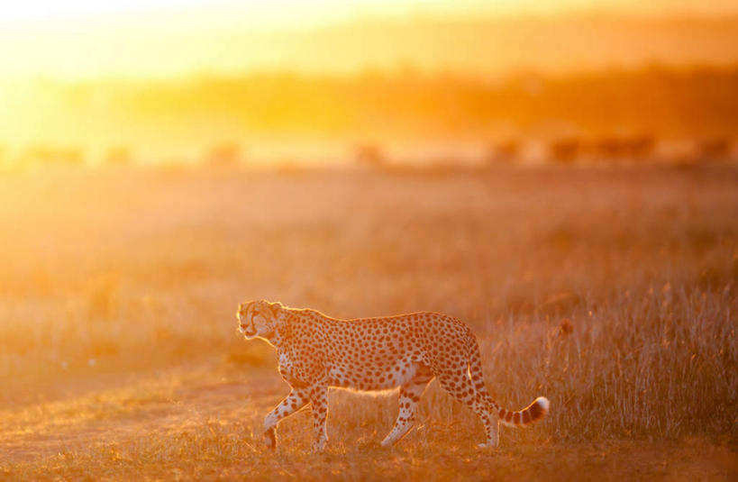无人,公园,走,横图,室外,白天,正面,旅游,度假,美景,日落,植物,豹子,野生动物,非洲,肯尼亚,阴影,枯萎,朦胧,模糊,光线,影子,景观,晚霞,霞光,落日,枯草,扭头,注视,娱乐,草,一只,黄色,阳光,自然,黄昏,动物,观察,看,转头,享受,休闲,景色,彩霞,放松,观看,察看,国家公园,关注,自然风光,金钱豹,印度豹,凶猛,阿非利加洲,文豹,肯尼亚共和国,马赛马拉国家公园,夕照,薄暮,非洲猎豹,残暴,凶残,夕阳,猎豹,花豹,豹,步行,散步,走路,彩图,全身,傍晚,马赛马拉,马赛马拉国家保护区,马赛马拉国家野生动物保护区,斜阳