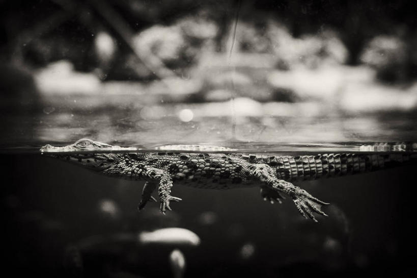游泳,无人,横图,黑白,室外,白天,侧面,河流,美景,水,鳄鱼,野生动物,阴影,朦胧,模糊,光线,影子,河水,景观,水流,注视,一只,阳光,自然,动物,观察,看,景色,观看,察看,关注,自然风光,凶猛,尼罗鳄,泅水,非洲鳄,拍浮,残暴,凶残,全身