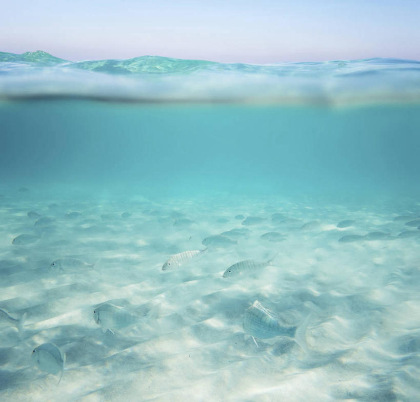 游泳,无人,横图,室外,白天,正面,旅游,度假,海底,水下,美景,沙滩,山,山脉,意大利,欧洲,许多,阴影,光线,鱼,沙子,影子,海岸,景观,山峰,水底,沙地,山峦,很多,鲷鱼,娱乐,鱼类,蓝色,蓝天,天空,阳光,自然,群山,天,享受,休闲,景色,放松,海底世界,晴朗,鲷,海鲷,加吉鱼,铜盆鱼,南欧,自然风光,万里无云,意大利共和国,班加吉,加真鲷,泅水,拍浮,撒丁岛,海床,海滩,晴空,晴空万里,彩图