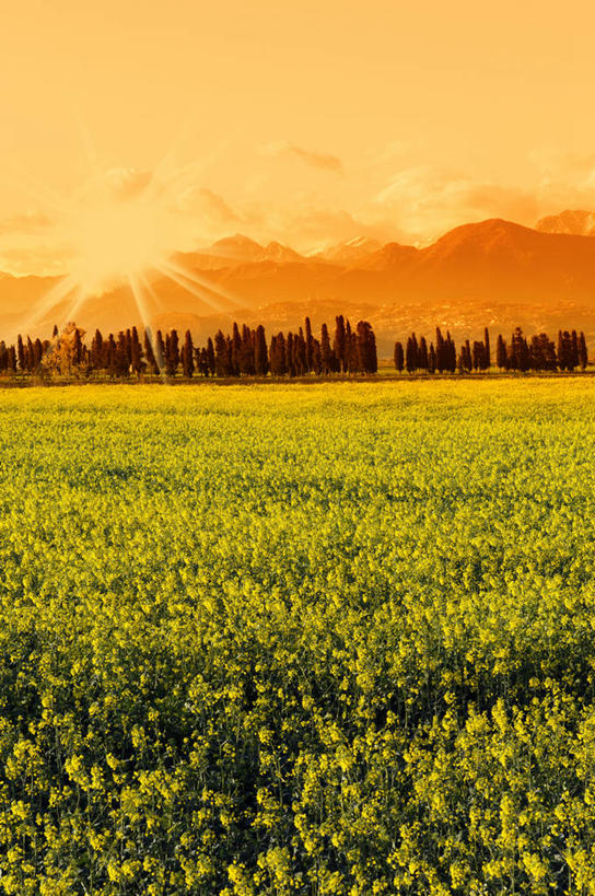 无人,农田,竖图,室外,白天,正面,旅游,度假,庄稼,农作物,草地,草坪,花海,花圃,美景,日落,山,山脉,植物,柏树,叶子,意大利,欧洲,盛开,景观,山峰,晚霞,霞光,落日,山峦,花蕾,娱乐,草,花,花瓣,花朵,花卉,鲜花,树,树木,绿色,天空,自然,黄昏,花丛,花束,花田,群山,天,花苞,花蕊,享受,休闲,景色,彩霞,放松,生长,成长,托斯卡纳,南欧,自然风光,意大利共和国,高尚,长寿,不朽,正气,托斯卡纳大区,夕照,薄暮,奇扬第,夕阳,彩图,耕地,庄稼田,傍晚,斜阳