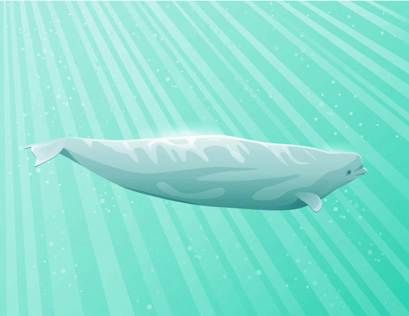 游泳,无人,横图,插画,室内,白天,侧面,数码,科技,海底,水下,海浪,海洋,美景,哺乳动物,鲸鱼,一头,阴影,网络,景观,浪花,水底,高光,几何,计算机图形,合成,图画,注视,海洋生物,画,自然,海水,观察,看,景色,海底世界,鲸,观看,电脑合成图,数码合成图,察看,合成图,关注,自然风光,水生动物,白鲸,水生物,漫画,海景,海底动物,写实,具体,具象,泅水,贝鲁卡鲸,拍浮,大海,风浪,海,海床,海水的波动,近岸浪,涌浪,彩图,全身