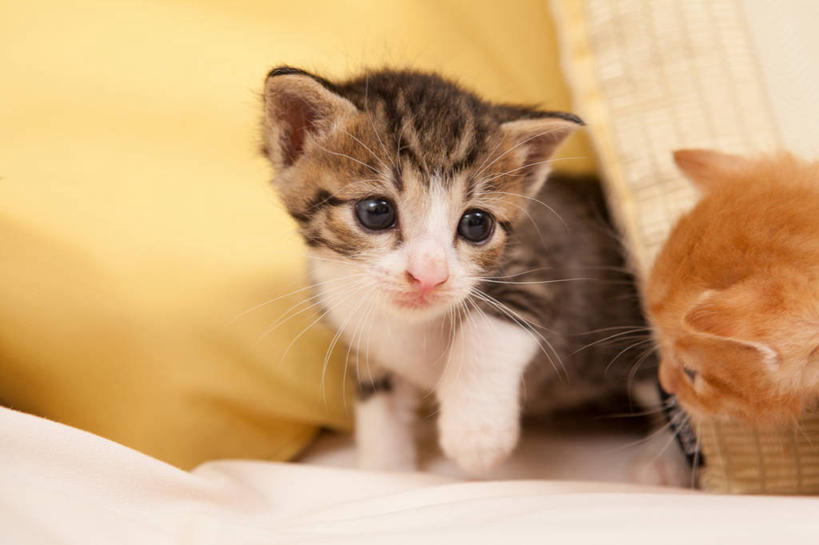 无人,站,横图,室内,特写,白天,正面,靠垫,宠物,猫,阴影,反射,影子,靠枕,注视,相视,动物,垫子,枕头,观察,看,站着,两只,面对面,可爱,观看,对视,察看,互视,关注,相对,猫咪,相看,站立,半身,彩图