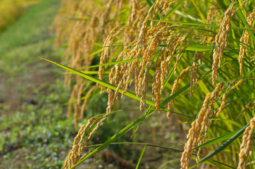 无人,农田,横图,室外,白天,正面,农业,庄稼,农作物,美景,阴影,丰收,光线,影子,稻田,景观,阳光,自然,景色,收获,自然风光,彩图,耕地,庄稼田