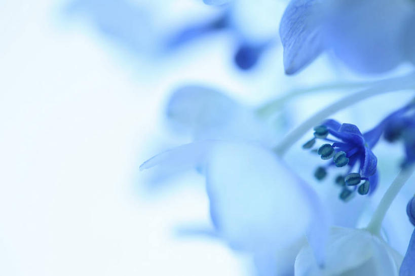 无人,横图,室内,特写,白天,正面,微距,朦胧,模糊,盛开,花蕾,花,花瓣,花朵,鲜花,蓝色,花苞,花蕊,彩图,微距摄影