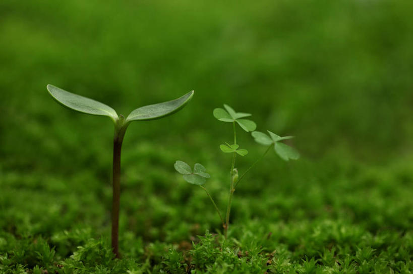 无人,横图,室外,特写,白天,正面,草地,草坪,美景,植物,生气,朦胧,模糊,景观,幼苗,草,绿色,自然,嫩芽,景色,活力,朝气,生机,希望,自然风光,新苗,彩图