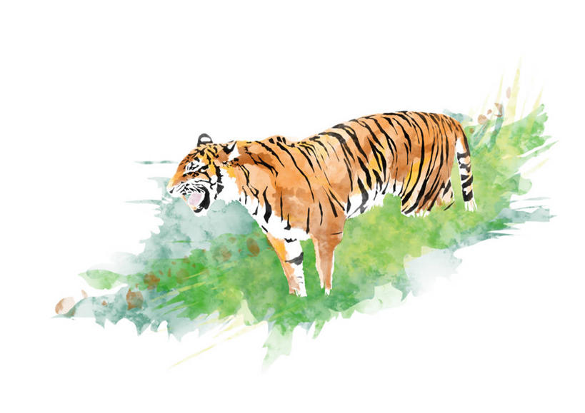 无人,站,横图,插画,室内,白天,白色背景,正面,数码,科技,草地,草坪,植物,哺乳动物,虎,野生动物,咆哮,阴影,网络,高光,几何,计算机图形,合成,图画,注视,画,草,一只,绿色,动物,观察,看,站着,张嘴,观看,电脑合成图,数码合成图,察看,合成图,关注,凶猛,漫画,张大嘴巴,怒吼,写实,具体,具象,呼啸,狂嗥,残暴,凶残,张开嘴,老虎,站立,半身,彩图