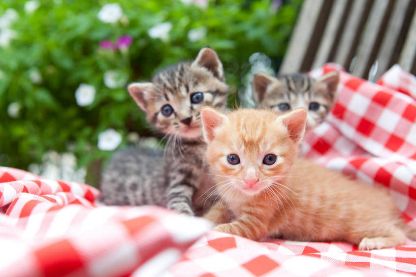 无人,坐,横图,室外,白天,正面,花海,花圃,植物,宠物,猫,叶子,椅子,纺织品,三只,朦胧,模糊,装饰,盛开,方格,格子,毛毯,毯子,木椅,花蕾,注视,花,花瓣,花朵,花卉,鲜花,纺织,红色,绿色,白色,动物,垫子,花丛,花束,花田,花苞,花蕊,观察,看,趴着,温暖,可爱,观看,华丽,修饰,点缀,察看,关注,猫咪,衬托,美观,雅致,雅观,趴,坐着,半身,彩图