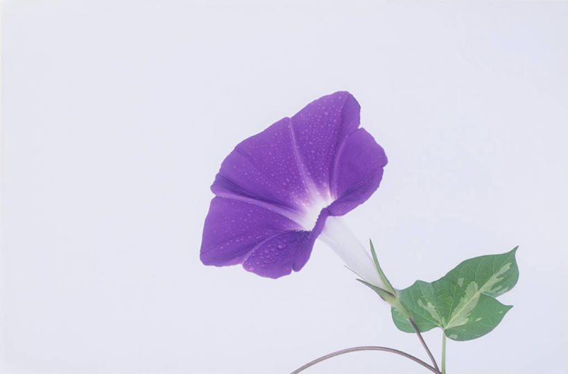 无人,横图,室内,特写,白天,白色背景,正面,爱情,植物,喇叭花,叶子,盛开,绿叶,花,花瓣,花朵,花卉,鲜花,一朵,紫色,花蕊,嫩叶,摄影,影棚,虚幻,牵牛,牵牛子,勤娘子,朝颜花,冷静,牵牛花,叶,叶片,彩图,影棚拍摄,拍摄,朝颜