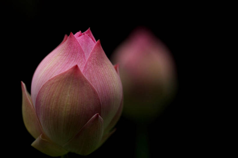 无人,横图,室外,特写,白天,正面,纯洁,植物,莲花,黑色背景,花蕾,花瓣,花朵,花卉,鲜花,一朵,花苞,富贵,神圣,纯净,六月花神,正直,鞭蕖,鞭蓉,芙蕖,菡萏,荷花,六月春,藕花,水旦,水芙蓉,水华,水芸,溪客,彩图