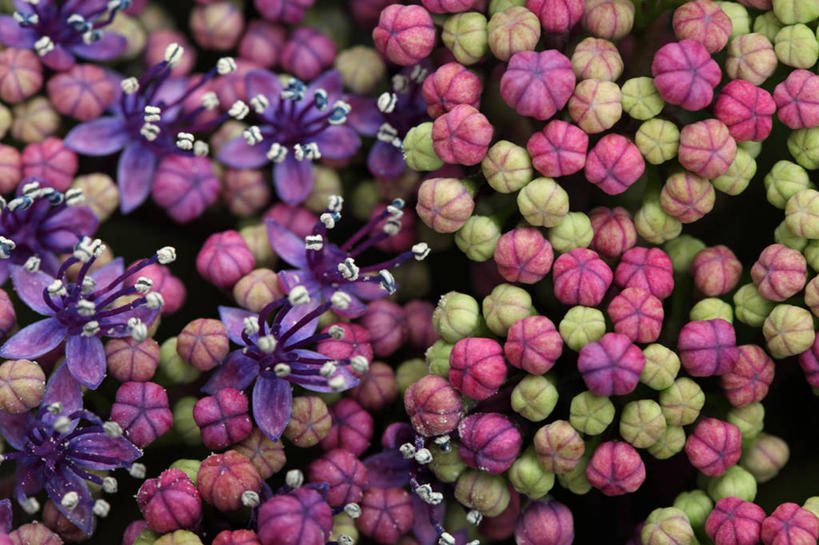 无人,横图,俯视,室外,特写,白天,美景,植物,许多,盛开,景观,花蕾,花瓣,花朵,花卉,鲜花,粉色,绿色,紫色,自然,花苞,花蕊,景色,自然风光,彩图,高角度拍摄