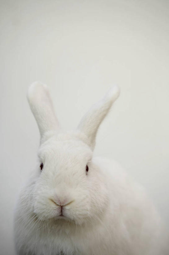 无人,竖图,室内,特写,白天,正面,哺乳动物,兔子,注视,一只,白色,动物,观察,看,观看,兔,察看,关注,半身,彩图