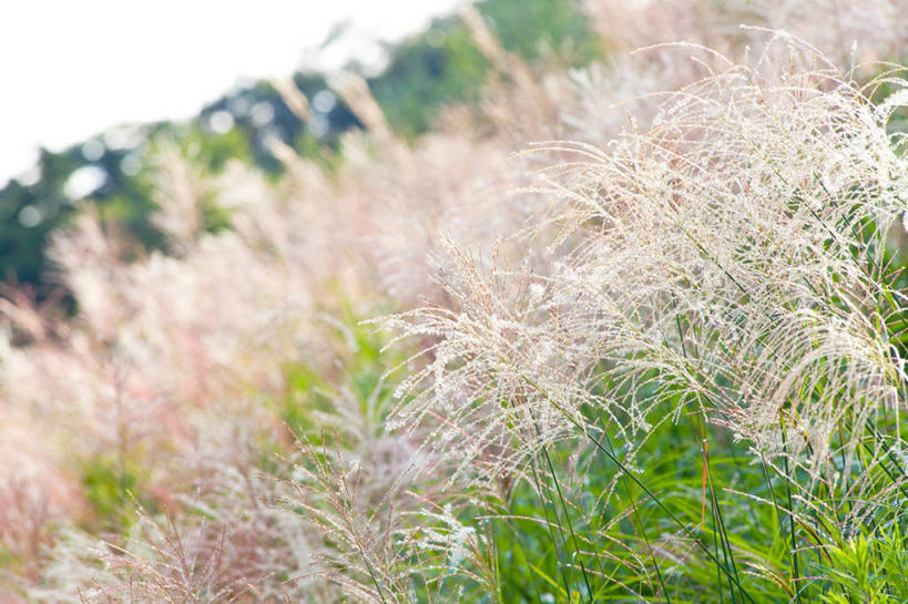 无人,横图,室外,白天,正面,旅游,度假,草地,草坪,美景,植物,日本,亚洲,朦胧,模糊,景观,娱乐,草,树,树木,绿色,天空,自然,天,享受,休闲,景色,放松,生长,成长,自然风光,东亚,本州,关东地方,本州岛,日本国,栃木,栃木县,彩图