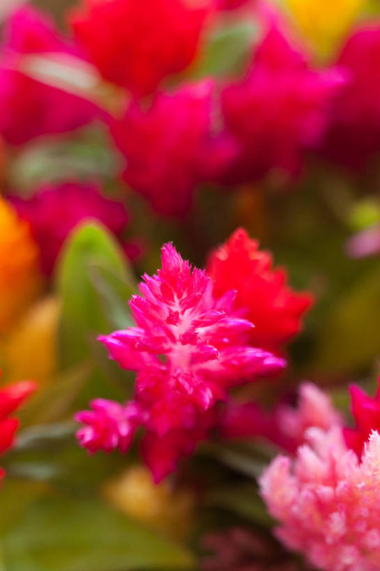 无人,竖图,室内,特写,白天,正面,爱情,美景,叶子,朦胧,模糊,盛开,景观,绿叶,花蕾,花,花瓣,花朵,鲜花,红色,自然,花苞,花蕊,嫩叶,景色,鸡冠花,自然风光,鸡髻花,老来红,芦花鸡冠,真挚,坚贞,鸡公花,叶,叶片,彩图