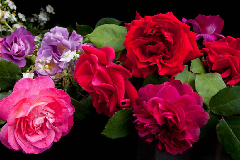 无人,横图,室外,特写,白天,正面,爱情,幸福,纯洁,热情,美景,玫瑰,月季花,叶子,盛开,景观,绿叶,玫瑰花,浪漫,花蕾,花,花瓣,花朵,鲜花,粉色,红色,自然,花苞,花蕊,温暖,温馨,嫩叶,景色,恩爱,红玫瑰,希望,和睦,自然风光,感动,尊敬,美艳,光荣,天真,刺玫花,徘徊花,叶,叶片,月月红,月季,长春花,彩图,融洽