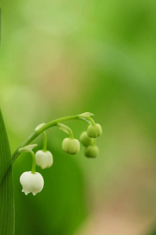 无人,竖图,室外,特写,白天,正面,幸福,美景,阴影,朦胧,模糊,盛开,光线,影子,景观,铃兰花,夏季,花蕾,花,花瓣,花朵,鲜花,白色,阳光,自然,夏日,夏天,花苞,花蕊,景色,铃铛花,铃兰,自然风光,君影草,山谷百合,香水花,思念,彩图