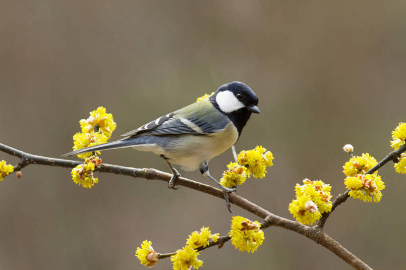 无人,站,横图,室外,白天,侧面,美景,植物,鸟,许多,盛开,鸟类,景观,枝条,很多,花蕾,注视,花,花瓣,花朵,鲜花,树,树木,树枝,一只,黄色,绿色,自然,花苞,花蕊,观察,看,站着,景色,生长,成长,观看,察看,关注,自然风光,鹌鹑,奔鹑,宛鹑,虬枝,枝杈,站立,彩图,全身,日本鹌鹑