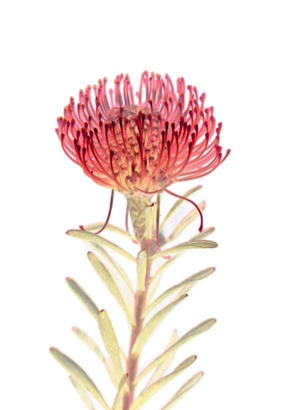 无人,竖图,室内,特写,白天,白色背景,正面,盛开,花蕾,花,花瓣,花朵,鲜花,一朵,粉色,花苞,花蕊,摄影,金花菊,影棚,王爷葵,肿柄菊,彩图,影棚拍摄,拍摄