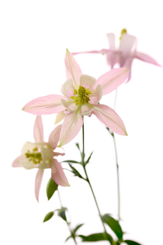 无人,竖图,室内,特写,白天,白色背景,正面,三朵,盛开,花蕾,花,花瓣,花朵,鲜花,粉色,花苞,花蕊,摄影,影棚,坚持,耧斗菜,猫爪花,彩图,影棚拍摄,拍摄