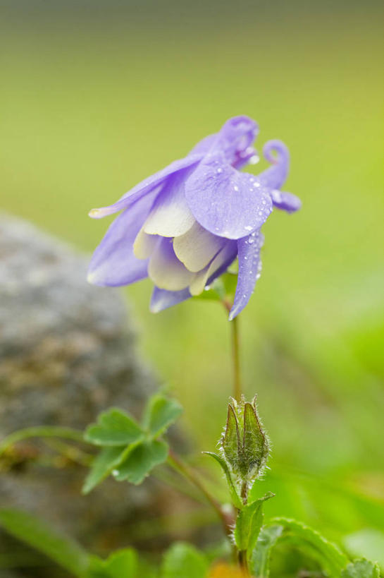 无人,竖图,室外,特写,白天,正面,草地,草坪,石头,美景,水,植物,露水,叶子,阴影,朦胧,模糊,盛开,透明,光线,石子,液体,影子,景观,水滴,绿叶,花蕾,水珠,草,花,花瓣,花朵,鲜花,绿色,紫色,阳光,自然,露珠,花苞,花蕊,嫩叶,景色,生机,剔透,自然风光,坚持,耧斗菜,灵动,猫爪花,通明,叶,叶片,石块,彩图,晶莹