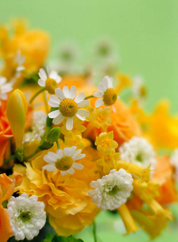 无人,竖图,室内,特写,白天,正面,纯洁,智慧,许多,绿色背景,阴影,朦胧,模糊,艺术,装饰,反射,影子,小苍兰,很多,文化,黄色,白色,插花,摄影,甘菊,影棚,华丽,修饰,插花艺术,点缀,创造,清香,创作,想象,杭菊花,衬托,美观,雅致,雅观,高尚,浓情,麦兰,小菖兰,雪兰,洋晚香玉,杭白菊,彩图,影棚拍摄,拍摄