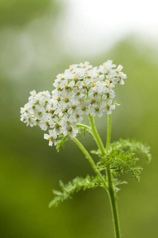无人,竖图,室外,特写,白天,正面,美景,植物,许多,阴影,朦胧,模糊,盛开,光线,影子,景观,草药,药草,很多,花蕾,中药,花,花瓣,花朵,鲜花,树,树木,绿色,白色,阳光,自然,花苞,花蕊,景色,生长,成长,自然风光,药材,中草药,中药材,本草,西洋蓍草,彩图,欧蓍草
