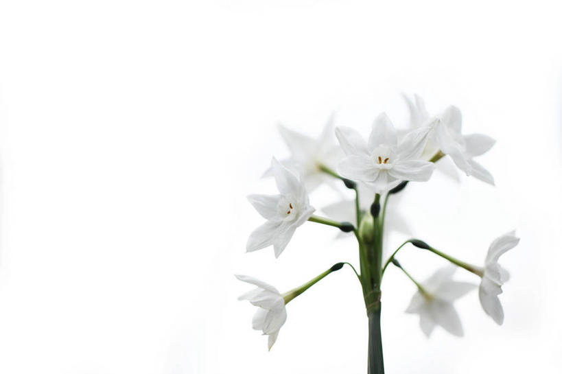 无人,横图,室内,特写,白天,白色背景,正面,爱情,陶醉,水仙花,许多,盛开,很多,花蕾,花,花瓣,花朵,鲜花,白色,花苞,花蕊,摄影,影棚,记忆,金盏银台,玉玲珑,女史花,雅蒜,天蒜,敬意,自恋,凌波仙子,水仙,天葱,彩图,影棚拍摄,拍摄