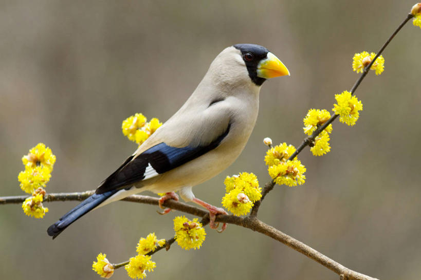 无人,站,横图,室外,白天,侧面,美景,鸟,野生动物,许多,阴影,朦胧,模糊,盛开,光线,鸟类,影子,景观,很多,花蕾,注视,腊梅,花,花瓣,花朵,鲜花,一只,黄色,阳光,自然,动物,花苞,花蕊,观察,看,站着,独立,景色,可爱,活泼,观看,察看,关注,自然风光,高洁,忠实,忠贞,刚强,坚毅,坚贞,腊梅花,蜡梅,蜡梅花,香梅,黄梅花,蜡嘴鸟,梅花雀,站立,彩图,全身