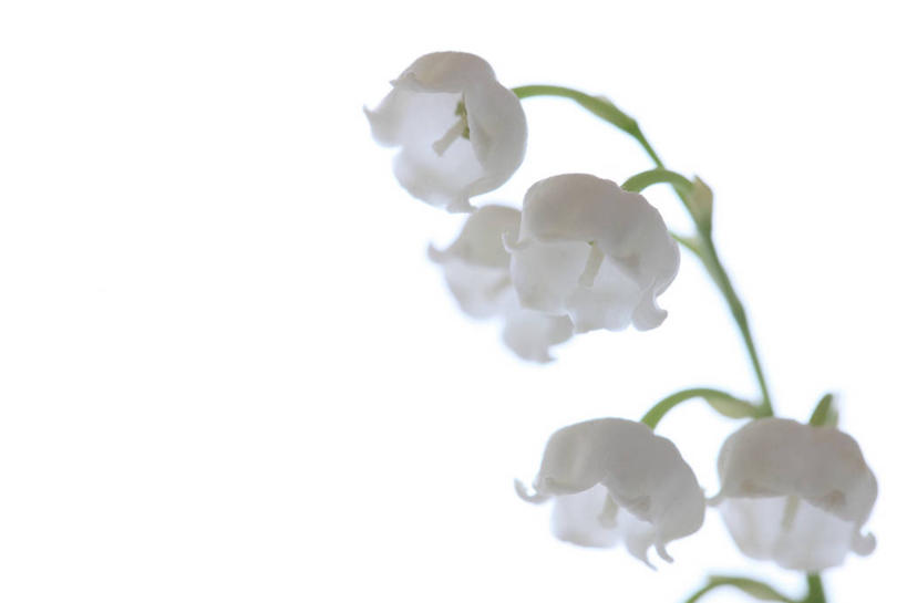 无人,横图,室内,特写,白天,白色背景,正面,幸福,四朵,盛开,铃兰花,花蕾,花,花瓣,花朵,鲜花,白色,花苞,花蕊,摄影,影棚,铃铛花,铃兰,卫生,纯真,君影草,山谷百合,香水花,思念,洁净,光明,恬静,中间色,朴素,清白,彩图,影棚拍摄,拍摄