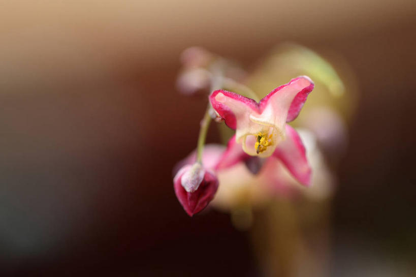 无人,横图,室外,特写,白天,正面,美景,阴影,朦胧,模糊,盛开,光线,影子,景观,药草,花蕾,中药,花,花瓣,花朵,鲜花,一朵,粉色,阳光,自然,花苞,花蕊,景色,自然风光,药材,中草药,中药材,本草,仙灵脾,淫羊藿,彩图