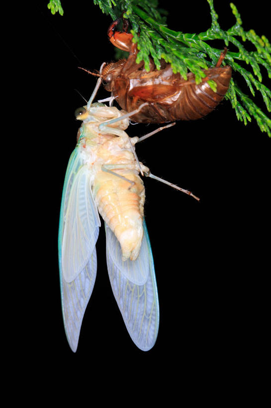 无人,竖图,室外,夜晚,侧面,美景,植物,蝉,翅膀,昆虫,景观,枝条,注视,树,树木,树枝,一只,绿色,自然,动物,观察,看,景色,茧,生长,成长,观看,察看,关注,自然风光,蜕皮,害虫,蚱蝉,虬枝,枝杈,知了,彩图,全身