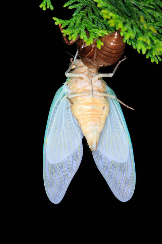 无人,竖图,室外,夜晚,正面,美景,植物,蝉,翅膀,昆虫,景观,枝条,注视,树,树木,树枝,一只,绿色,自然,动物,观察,看,景色,茧,生长,成长,观看,察看,关注,自然风光,蜕皮,害虫,蚱蝉,虬枝,枝杈,知了,彩图,全身