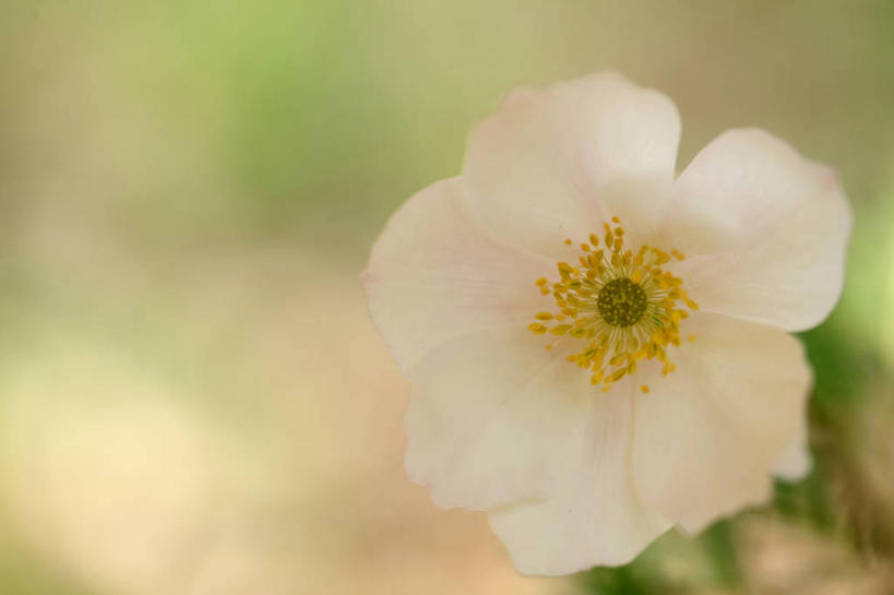无人,横图,室外,特写,白天,正面,美景,白头翁,阴影,朦胧,模糊,盛开,光线,影子,景观,花蕾,花,花瓣,花朵,鲜花,一朵,白色,阳光,自然,花苞,花蕊,景色,清热,自然风光,杀虫,解毒,燥湿,止痢,奈何草,苦,彩图,性寒,耗子花,老婆子花,老翁花,毛姑朵花,凉血