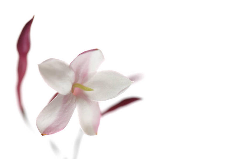 无人,横图,室内,特写,白天,白色背景,正面,茉莉花,盛开,花蕾,花,花瓣,花朵,茉莉,鲜花,一朵,白色,花苞,花蕊,摄影,影棚,莫利花,没丽,没利,末莉,末利,香魂,柰花,小南强,彩图,影棚拍摄,拍摄,抹厉,木梨花