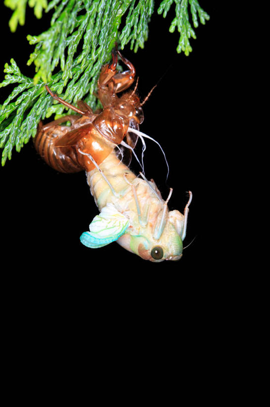 无人,竖图,室外,夜晚,侧面,美景,植物,蝉,翅膀,昆虫,景观,枝条,注视,树,树木,树枝,一只,绿色,自然,动物,观察,看,景色,茧,生长,成长,观看,察看,关注,自然风光,蜕皮,害虫,蚱蝉,虬枝,枝杈,知了,彩图,全身