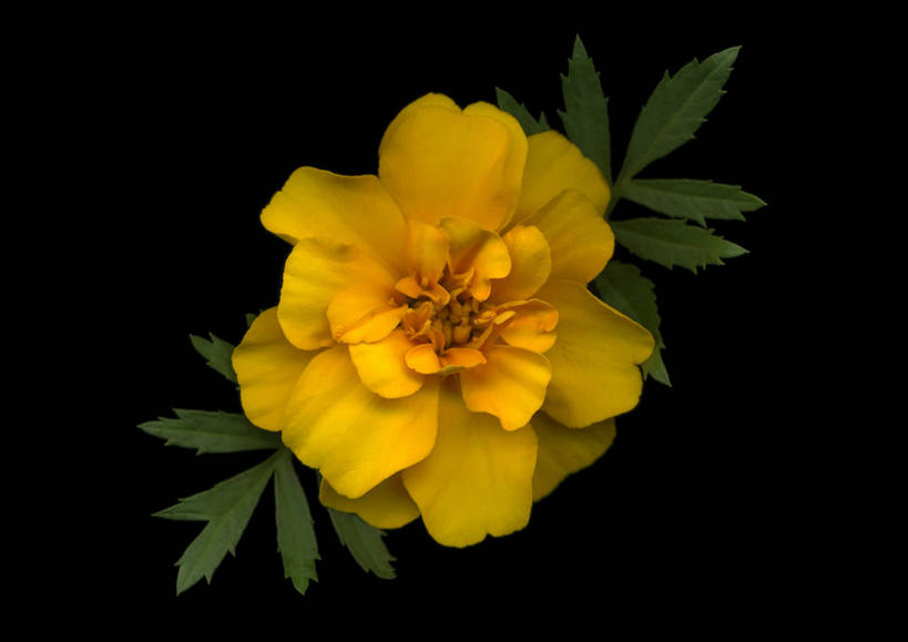 无人,横图,室内,特写,白天,正面,阴影,黑色背景,盛开,反射,影子,万寿菊,花蕾,花,花瓣,花朵,鲜花,一朵,黄色,花苞,花蕊,健康,摄影,影棚,长寿,臭芙蓉,蜂窝菊,友情,彩图,影棚拍摄,拍摄