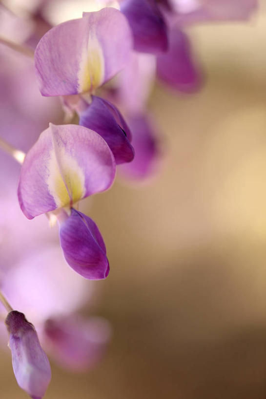 无人,竖图,室外,特写,白天,正面,美景,阴影,朦胧,模糊,盛开,光线,影子,景观,紫藤,花蕾,花,花瓣,花朵,鲜花,紫色,阳光,自然,花苞,花蕊,景色,自然风光,朱藤,藤萝,招藤,招豆藤,彩图