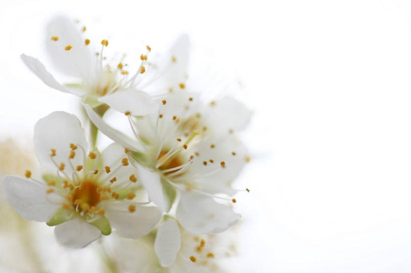 无人,横图,室外,特写,白天,白色背景,正面,许多,阴影,光线,影子,梅花,很多,白色,阳光,卫生,高雅,坚强,纯真,洁净,光明,恬静,中间色,朴素,清白,春梅,梅,彩图