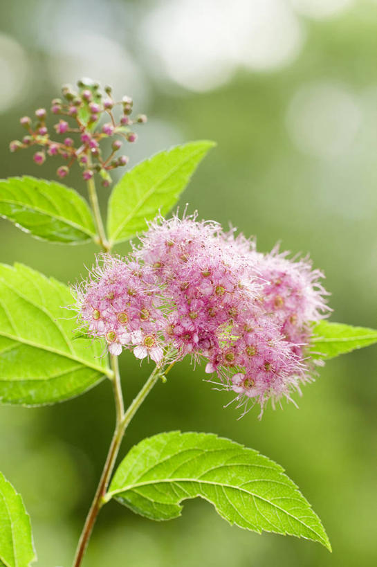 无人,竖图,室外,特写,白天,正面,美景,植物,叶子,许多,阴影,朦胧,模糊,盛开,光线,纹理,影子,景观,绿叶,很多,花蕾,花,花瓣,花朵,鲜花,粉色,绿色,阳光,自然,花苞,花蕊,嫩叶,景色,整洁,纤细,自然风光,肌理,忍耐,叶,叶片,叶脉,彩图,蚊子草,好强,白蝶草,槭叶蚊子草