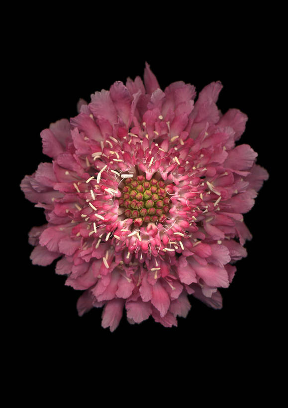 无人,竖图,室内,特写,白天,正面,感激,黑色背景,新鲜,盛开,大丽花,花蕾,花,花瓣,花朵,鲜花,一朵,粉色,花苞,花蕊,菊花,摄影,影棚,大理花,天竺牡丹,大丽菊,吉利,新意,富丽,大方,新颖,彩图,影棚拍摄,拍摄,背叛,地瓜花,东洋菊