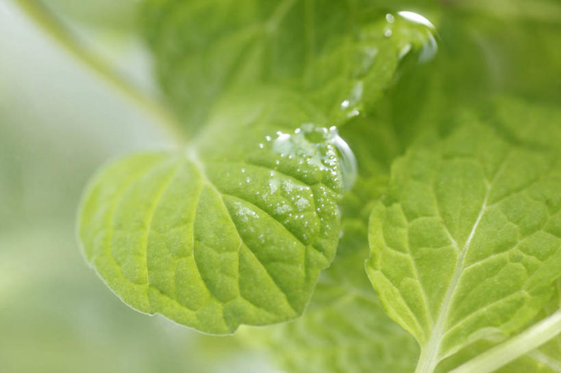 无人,横图,室内,特写,白天,正面,植物,叶子,阴影,朦胧,模糊,反射,纹理,影子,薄荷,绿叶,银丹草,绿色,嫩叶,肌理,斑叶凤梨薄荷,夜息香,叶,叶片,叶脉,彩图