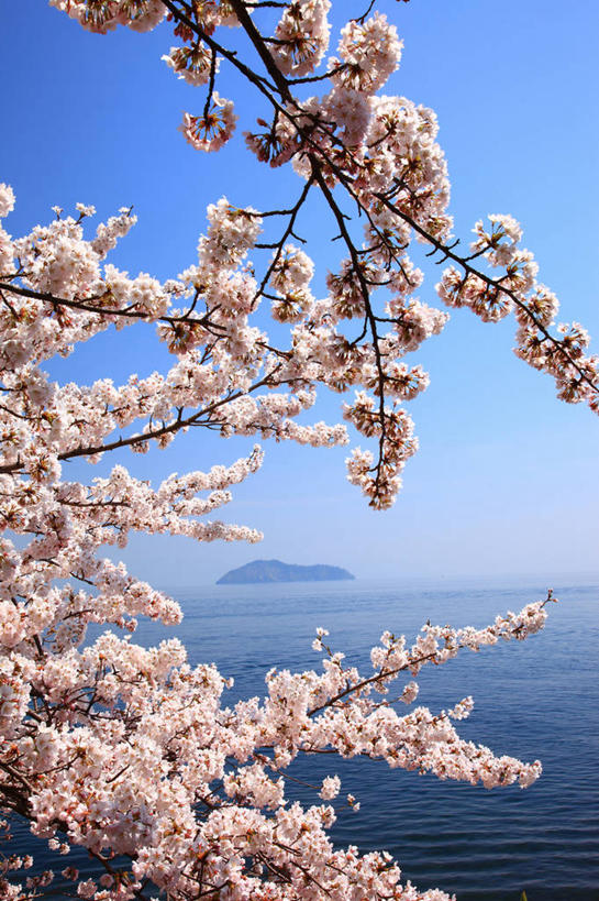 无人,竖图,室外,白天,正面,旅游,度假,幸福,纯洁,岛屿,海浪,海洋,美景,樱花,日本,亚洲,许多,阴影,盛开,光线,影子,岛,景观,浪花,很多,花蕾,娱乐,花,花瓣,花朵,鲜花,粉色,蓝色,蓝天,天空,阳光,自然,海水,天,花苞,花蕊,享受,休闲,景色,放松,晴朗,等待,生命,自然风光,海景,东亚,本州,万里无云,本州岛,日本国,近畿地方,近畿,滋贺,滋贺县,仙樱花,福岛樱,青肤樱,高尚,热烈,大海,风浪,海,海水的波动,近岸浪,列岛,群岛,涌浪,诸岛,晴空,晴空万里,荆桃,彩图,高岛市