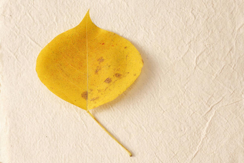 无人,横图,俯视,室内,特写,白天,白色背景,叶子,一片,阴影,反射,影子,纸,枯叶,落叶,纸张,黄色,白纸,摄影,影棚,叶,叶片,彩图,高角度拍摄,影棚拍摄,拍摄