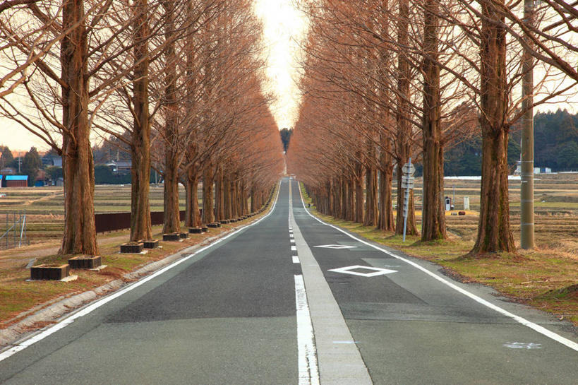 无人,横图,室外,白天,正面,消失点,旅游,度假,美景,山,山脉,树林,植物,道路,路,公路,日本,亚洲,枯萎,景观,山峰,分界线,枯草,枝条,停车线,交通,山峦,娱乐,草,树,树木,树枝,黄色,绿色,自然,群山,享受,休闲,景色,放松,生长,成长,车行道,车行道分界线,自然风光,标线,东亚,车行线,本州,本州岛,日本国,近畿地方,近畿,滋贺,滋贺县,虬枝,枝杈,马路,彩图,没影点,灭点,高岛市