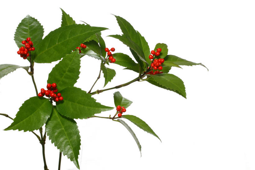 无人,横图,室内,特写,白天,白色背景,正面,植物,叶子,纹理,坚果,果实,绿叶,松果,红色,绿色,干果,嫩叶,摄影,影棚,松塔,肌理,叶,叶片,叶脉,彩图,影棚拍摄,拍摄